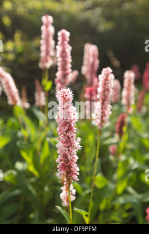 Bianco Rosso di blumi di Persicaria Affinis Fiore felpa Knotweed himalayana contrasto con foglie verdi Foto Stock