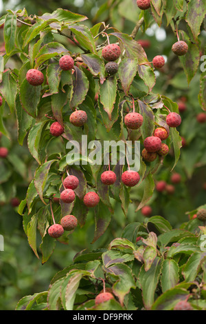 Estremamente insolito alien quasi cercando rosa rossa frutta frutto di Kousa sanguinello tree specie di lampone Foto Stock