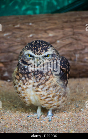 Un ritratto di un gufo scavando in cattività Foto Stock