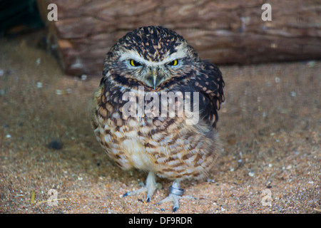 Un ritratto di un gufo scavando in cattività Foto Stock