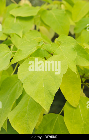 Catalpa ornamentali speciosa northern hardy western catalpa albero di sigari con grandi foglie Foto Stock