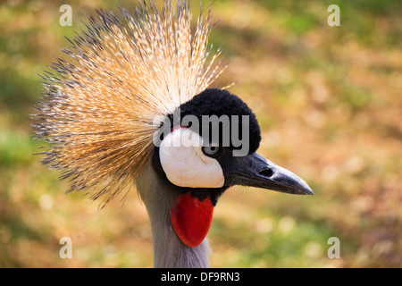 Un Close up ritratto di una gru crestato Foto Stock