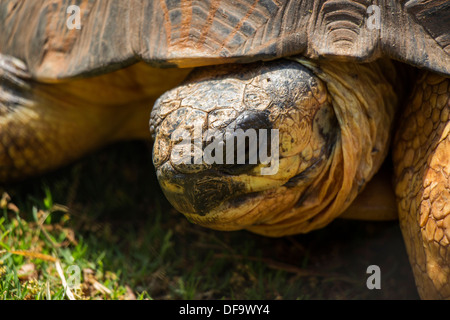 Una chiusura di una tartaruga irradiata del volto Foto Stock