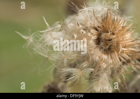 Close up dettaglio texture e visto in una lancia thistle seme head con gruppi di semi è soffiato fuori e distribuito dal vento Foto Stock