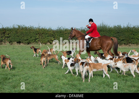 Il master del Cambridgeshire caccia con Enfield Chace display esercitando i segugi Foto Stock