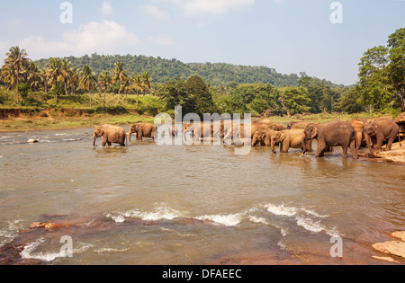 Una mandria di elefanti di bere al fiume in Sri Lanka. Foto Stock