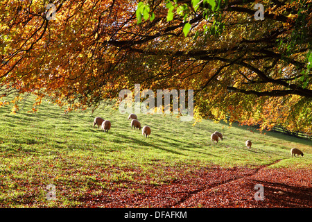 Pecore al pascolo sotto golden fogliame di autunno in Cotswolds. Foto Stock