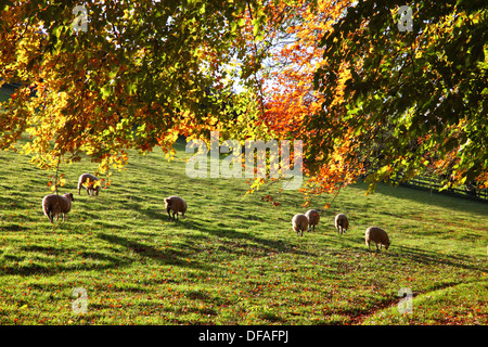 Pecore al pascolo sotto golden fogliame di autunno in Cotswolds. Foto Stock