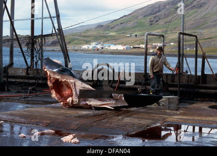 Islanda stazione baleniera a Hvalfjordur dove sono flensing balleen grandi balene - Le balenottere comuni Foto Stock