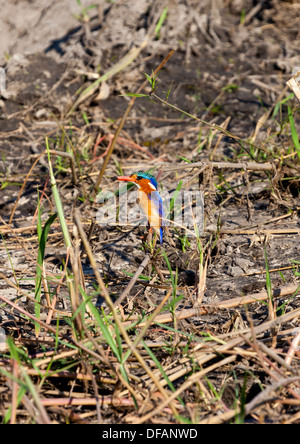Una Malachite Kingfisher appollaiato su un ramo vicino al fiume Chobe in Botswana Foto Stock