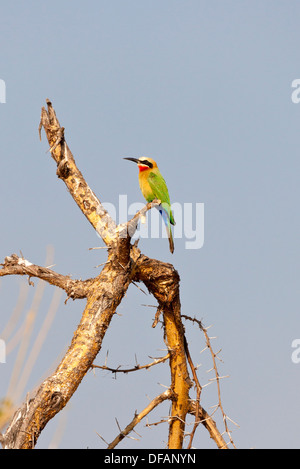Un bianco-fronteggiata gruccione appollaiato su un ramo vicino al fiume Chobe in Botswana Foto Stock