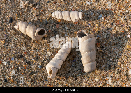 Truncatella subcylindrica conchiglie sulla spiaggia lungo la costa del Mare del Nord Foto Stock
