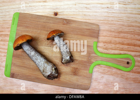 Due funghi leccinum versipelle isolato Foto Stock