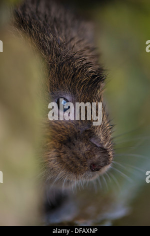 Acqua vole close up viso, macro, occhi e baffi. Foto Stock