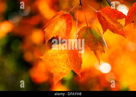 Foto di un mazzo di foglie di acero che hanno trasformato in arancione durante l'autunno Foto Stock