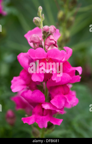 Rosa Antirrhinum majus. Bocca di Leone comune in un confine di fiori. Foto Stock