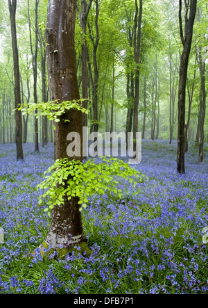 Un bellissimo tappeto di bluebells tra faggi a Hooke legno, Dorset, preso al crepuscolo in primavera. Foto Stock