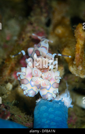 Un gambero arlecchino (Hymenocera elegans) alimentazione su un mare blu star. Lembeh strait Indonesia Foto Stock