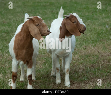 Due capre in piedi in un campo di erba verde. Foto Stock