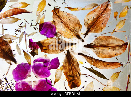Disposizione botanico di petali di fiori sul bianco latte vedere attraverso sfondo, foglie e pistilli e parti di fiori Foto Stock