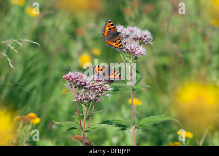 Piccola Tartaruga farfalle Aglais urticae sulla canapa agrimonia Foto Stock