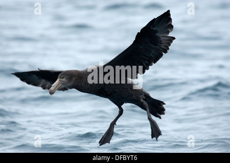 Un gigante Petrel è attorno alla terra su acqua Foto Stock