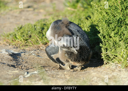 Bambini africani, pinguin (Spheniscus demersus) raggiungendo per la ghiandola dell'olio, Simon's Town, Western Cape, Sud Africa Foto Stock