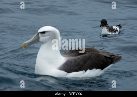 Un timido Mollymawk di subspieces bianco-capped Mollymawk e un capo Petrel Foto Stock