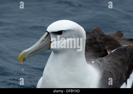 Un timido Mollymawk di subspieces bianco-capped Mollymawk Foto Stock