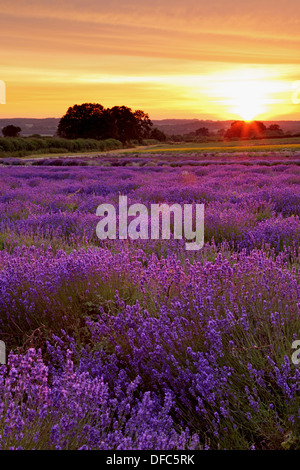 Tramonto in un Hampshire campo di lavanda in estate una sera di luglio. Foto Stock