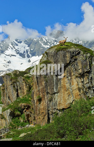 Mountain stambecco (Capra ibex) in piedi su una roccia nelle Alpi Italiane Foto Stock