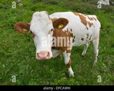 Vacca (Bos primigenius taurus) su un prato nelle Alpi Foto Stock