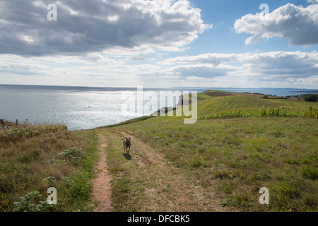 Un cane corre lungo la costa sud-ovest sul sentiero del Giurassico costa in East Devon vicino a Budleigh Salterton. Foto Stock