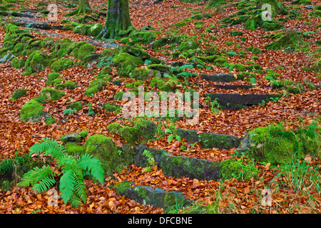 Wet Foglie di autunno e verde muschio coprire gradini di granito sul percorso che conduce il Wythburn Fells da Thirlmere Foto Stock