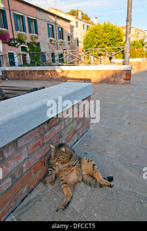 Venezia Italia il gatto selvatico rilassante su strada Foto Stock