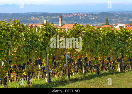 Fila di vigna con maturi grappolo di uva e il campanile della chiesa sullo sfondo sulle colline del Piemonte, Italia settentrionale. Foto Stock