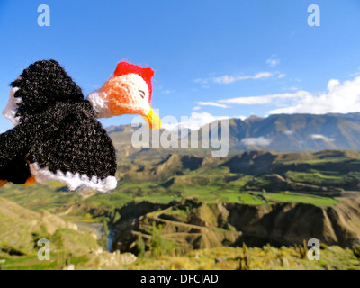 Un condor andino vola nel canyon di Colca, nel dipartimento di Arequipa del sud del Perù Foto Stock