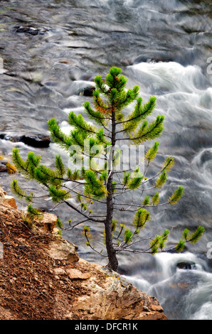 Vista di un piccolo Lone Pine con un fiume di rotolamento nel Parco Nazionale di Yellowstone Foto Stock