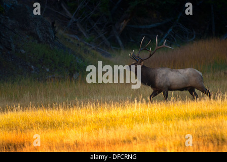 Bull elk camminando in golden. La luce del mattino nel Parco Nazionale di Yellowstone Foto Stock