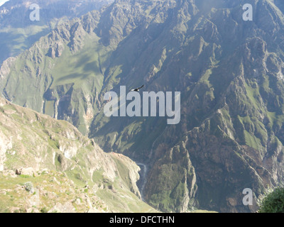 Un condor andino vola nel canyon di Colca, nel dipartimento di Arequipa del sud del Perù Foto Stock