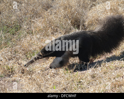 Un gigante Anteater (Myrmecophaga tridactyla) visto nel Chaco Argentina settentrionale Foto Stock