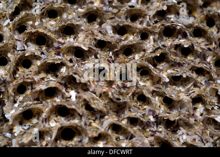 A nido d'ape colonia worm (Sabellaria alveolata) Foto Stock