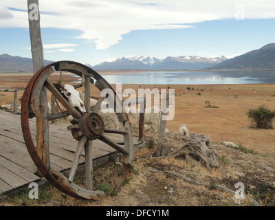 Una pecora di Patagonia ranch vicino a El Calafate, in Argentina Foto Stock