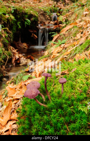 Amethyst Deceiver (Laccaria amethystina) nel bosco di latifoglie Foto Stock