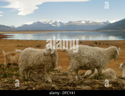 Una pecora di Patagonia ranch vicino a El Calafate, in Argentina