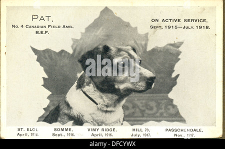 La Prima guerra mondiale ritratto cartolina di Pat una croce rossa di cane da Calgary, Canada Foto Stock