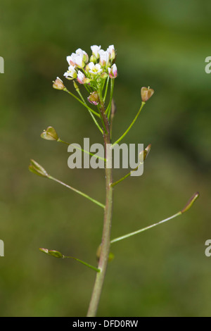 Pastore-portamonete (Capsella bursa pastoris-) fiore Foto Stock