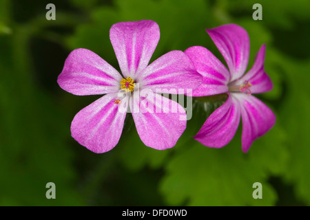 Herb-Robert (Geranium robertianum) Fiori Foto Stock