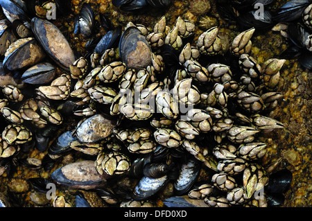 Rocce costiere coperte in goose cirripedi (pollicipes pollicipes) e cozze Foto Stock