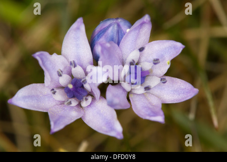 La molla Squill (Scilla verna) Fiori Foto Stock